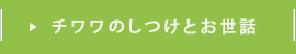 チワワのしつけとお世話