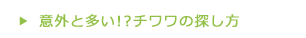 意外と多いチワワの探し方