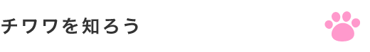 チワワを知ろう