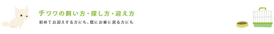 チワワの飼い方・探し方・迎え方
