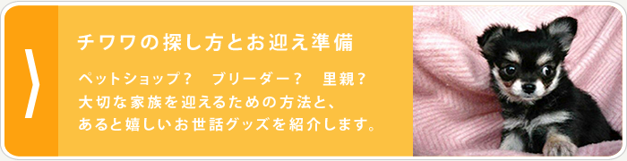 チワワの探し方とお迎え準備