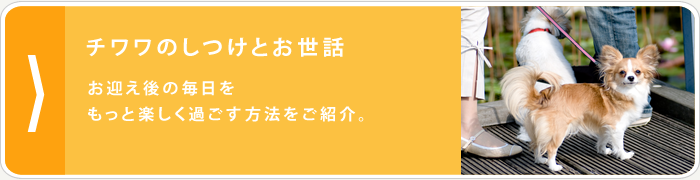 チワワのしつけとお世話