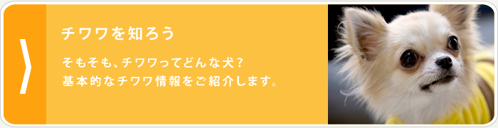 チワワを知ろう